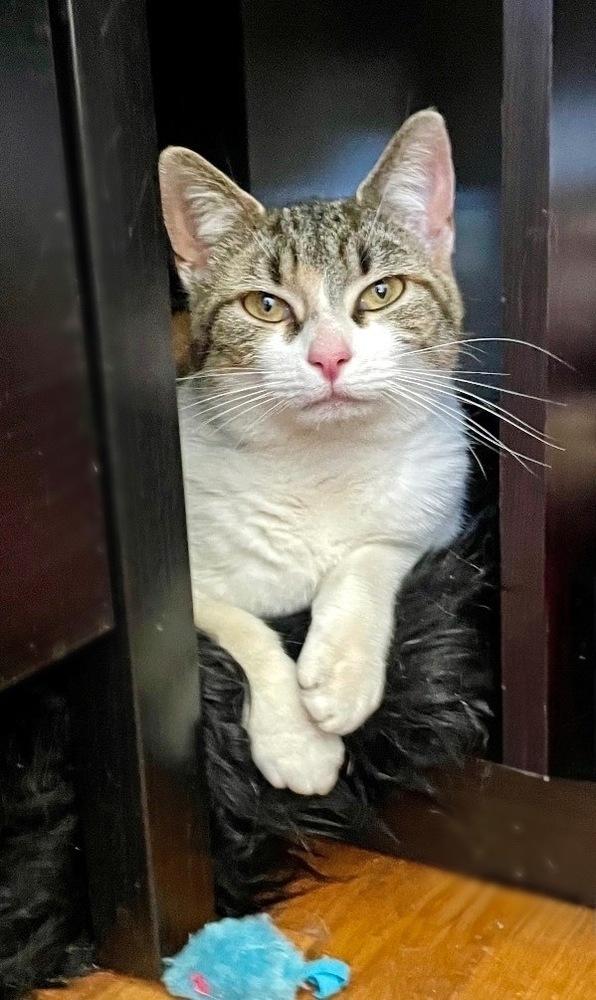 Enlarge Pepper, a Adoptable mixed breed in Silver Spring, MD image 2/5