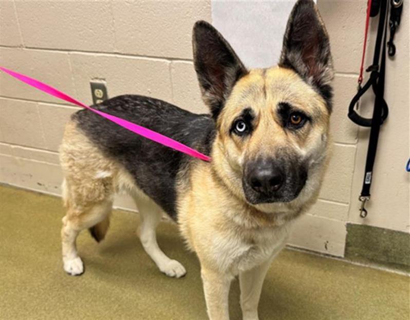 URGENT! HELP ME PLEASE! SORA -ID#A543671