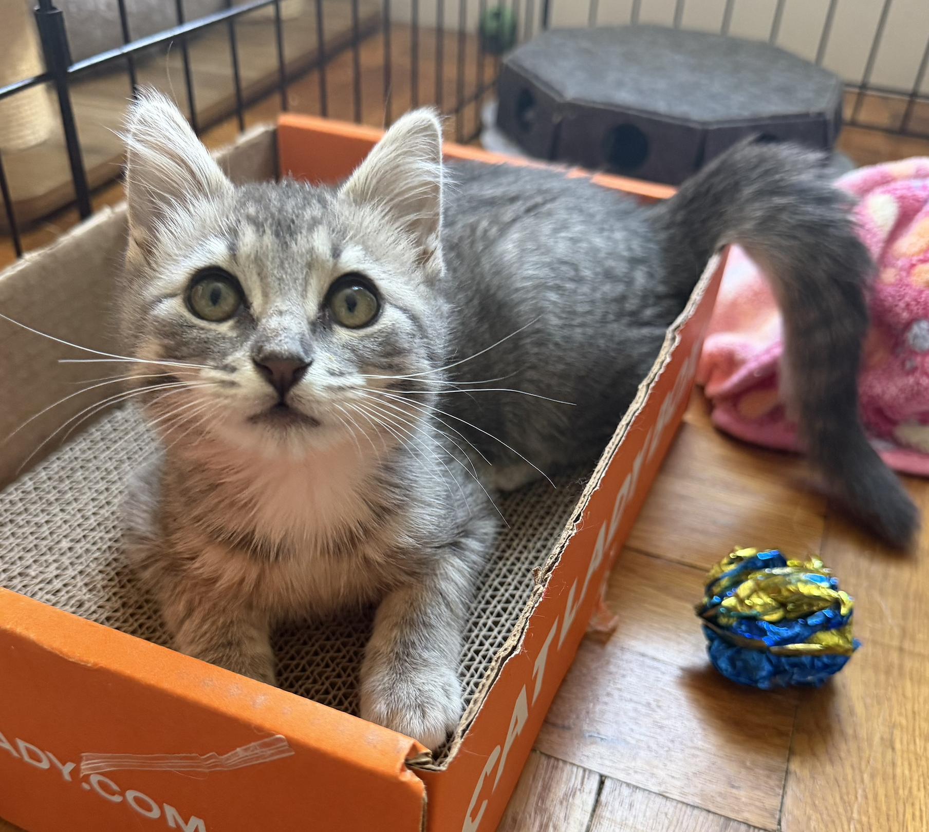 Enlarge Rosie (bonded with Ricky), an adopted Domestic Short Hair in Redwood City, CA image 1/5