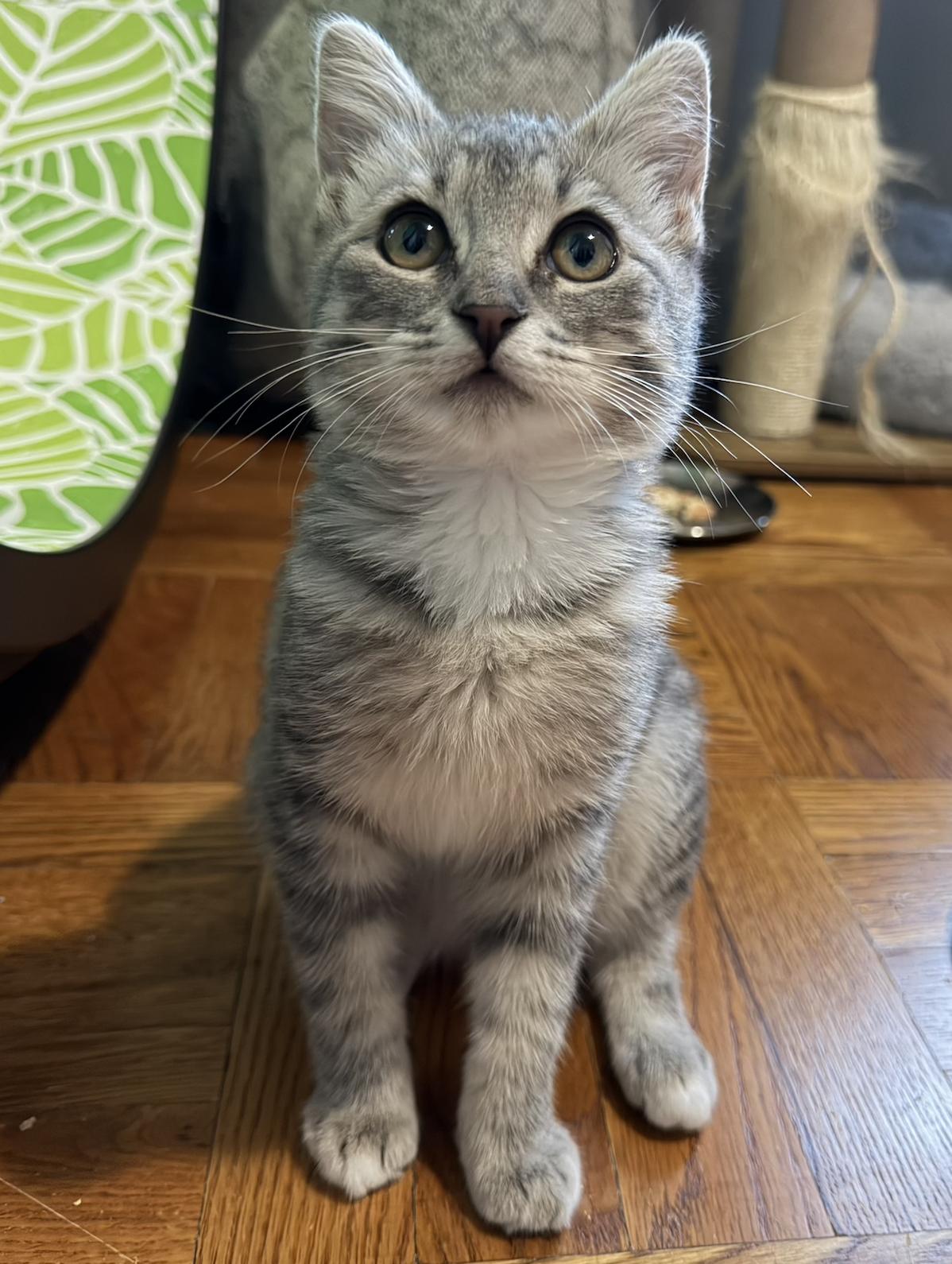 Enlarge Rosie (bonded with Ricky), an adopted Domestic Short Hair in Redwood City, CA image 3/5
