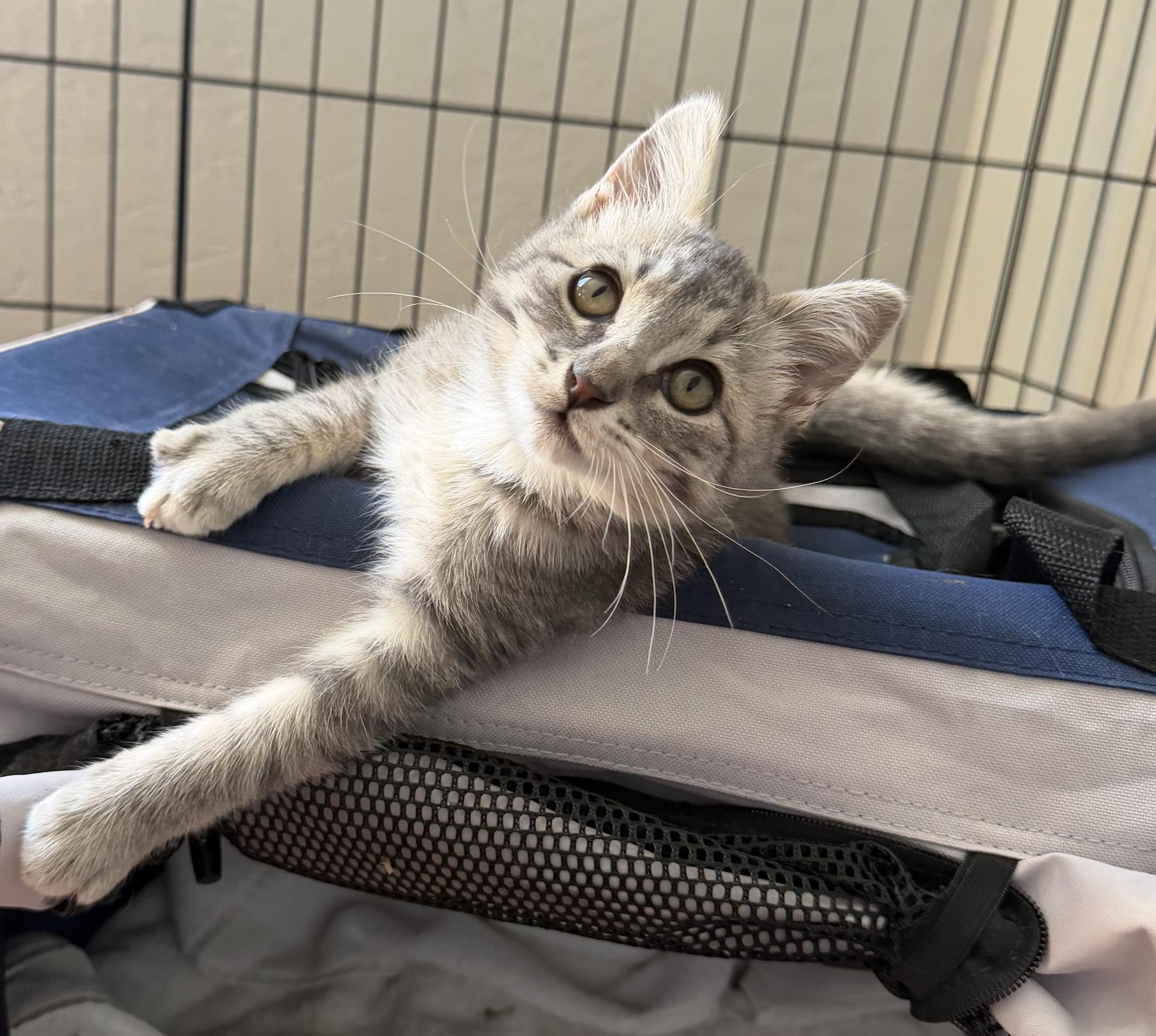Enlarge Rosie (bonded with Ricky), an adopted Domestic Short Hair in Redwood City, CA image 4/5