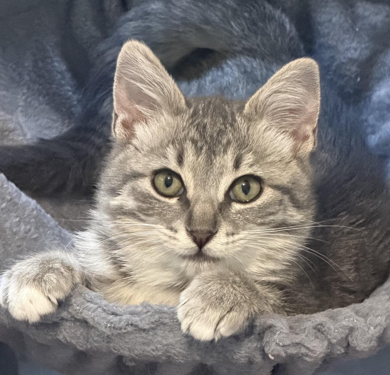 Enlarge Rosie (bonded with Ricky), an adopted Domestic Short Hair in Redwood City, CA image 2/5