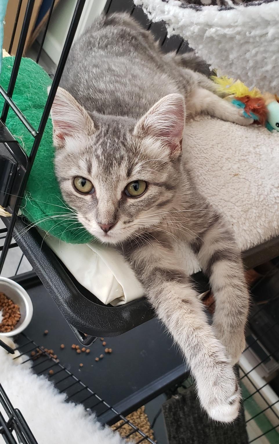 Enlarge Rosie (bonded with Ricky), an adopted Domestic Short Hair in Redwood City, CA image 5/5