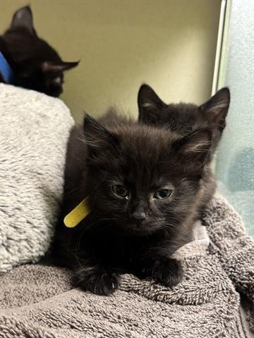 CAPTAIN CRUNCH, Adoptable, Kitten Male Domestic Medium Hair.