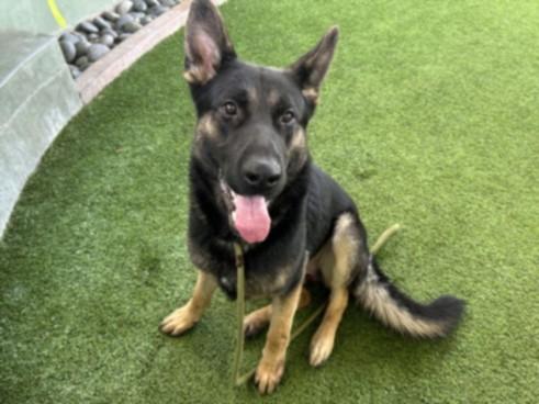 DUKE, Adoptable, Adult Male German Shepherd Dog & Mixed Breed.