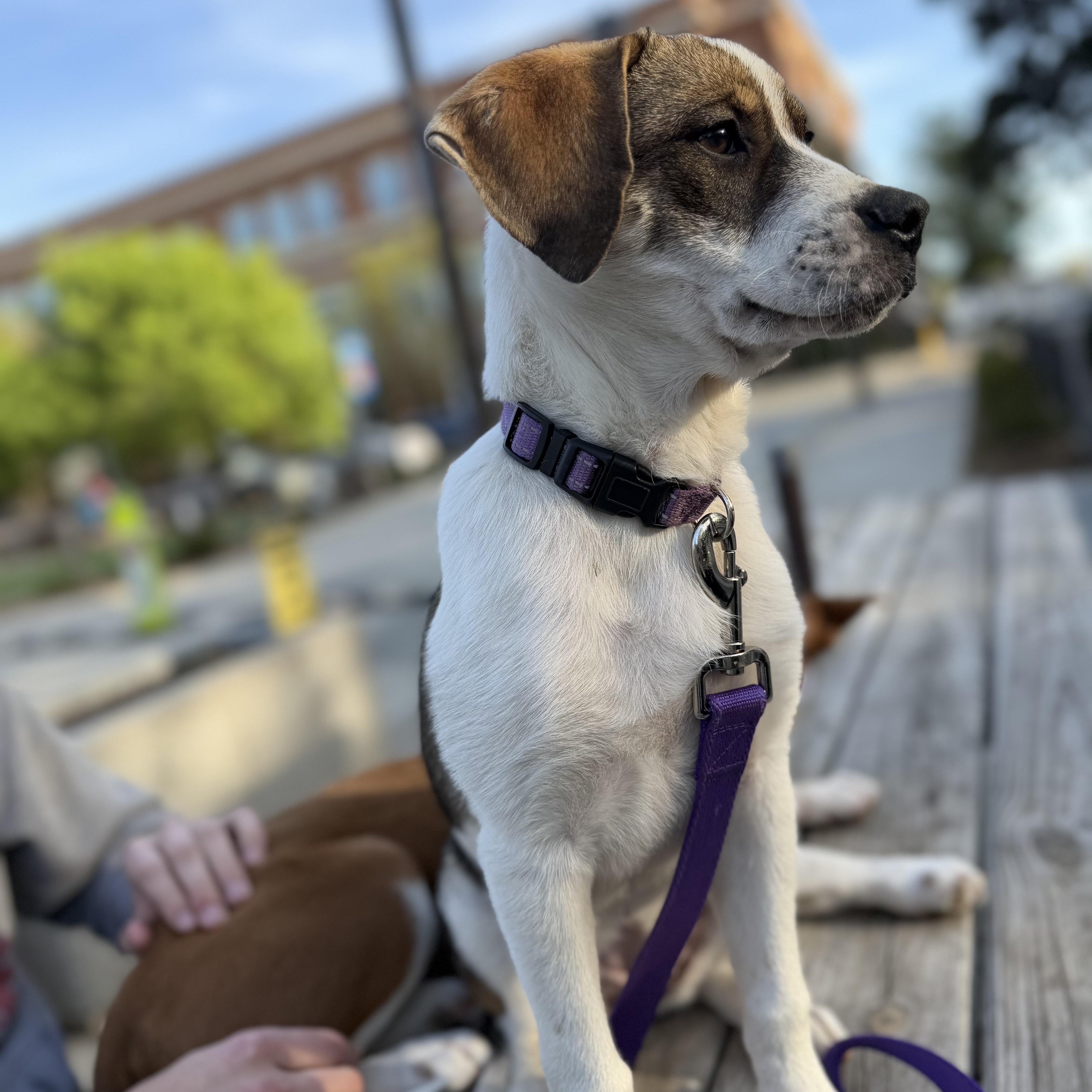 Enlarge Jelly, a Adoptable mixed breed in Charlotte, NC image 2/6