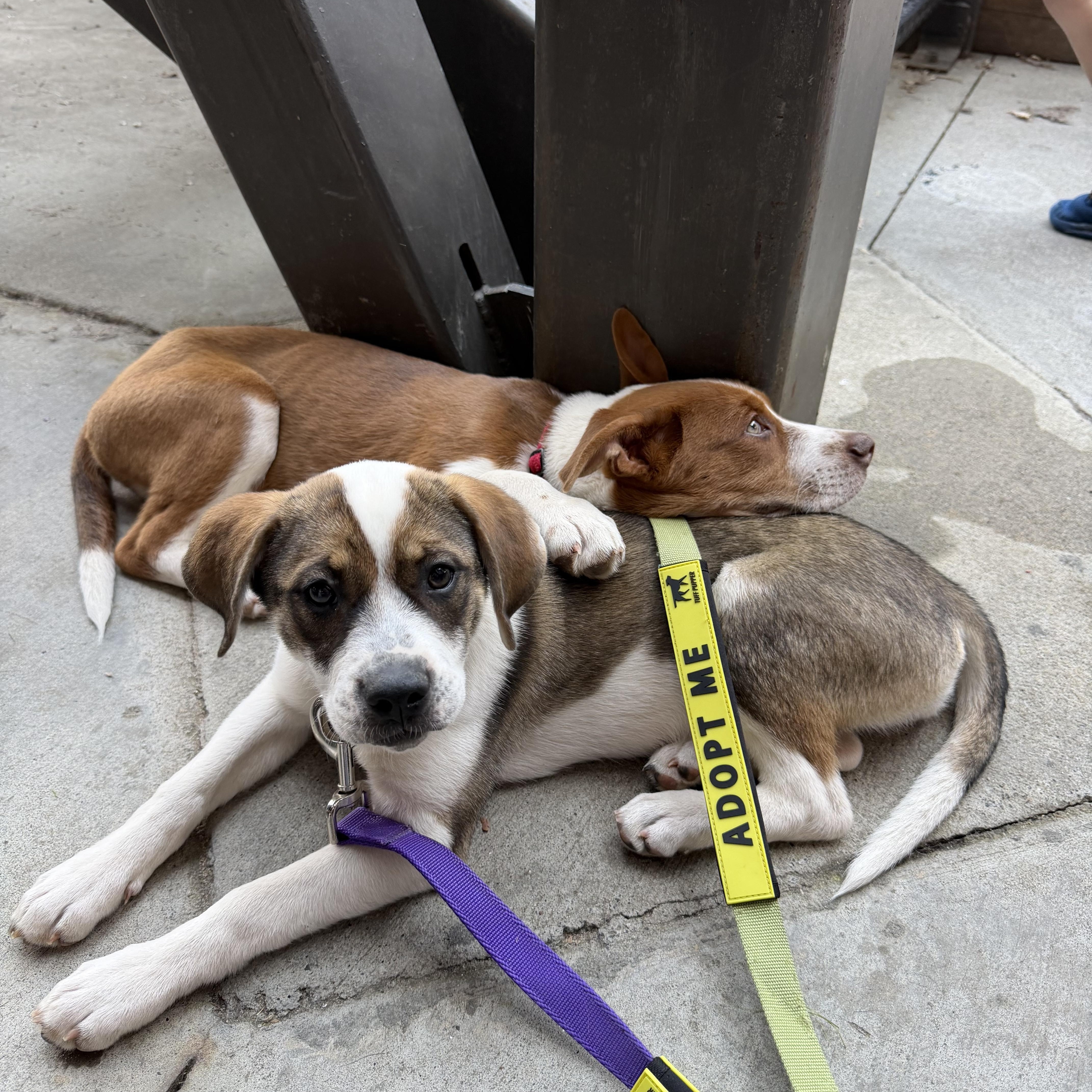 Enlarge Jelly, a Adoptable mixed breed in Charlotte, NC image 4/6