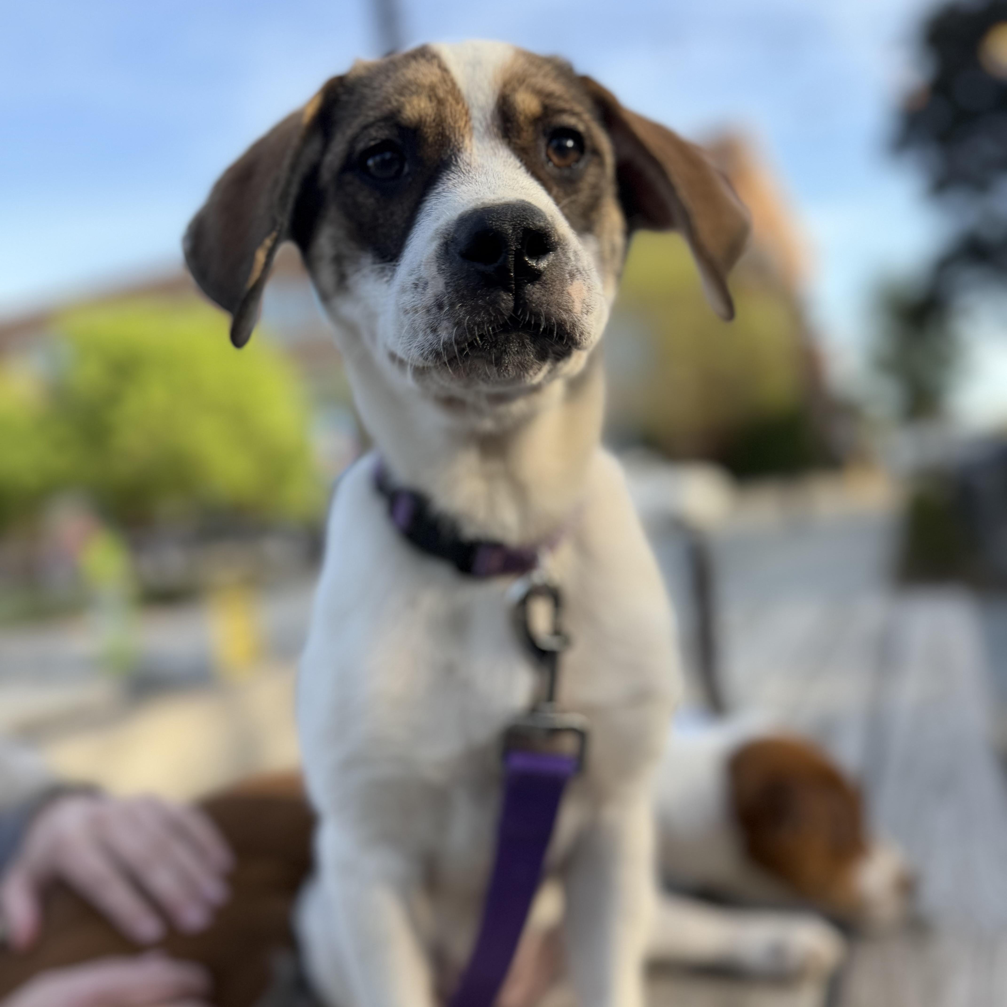 Jelly, Adoptable, Puppy Female Mixed Breed.