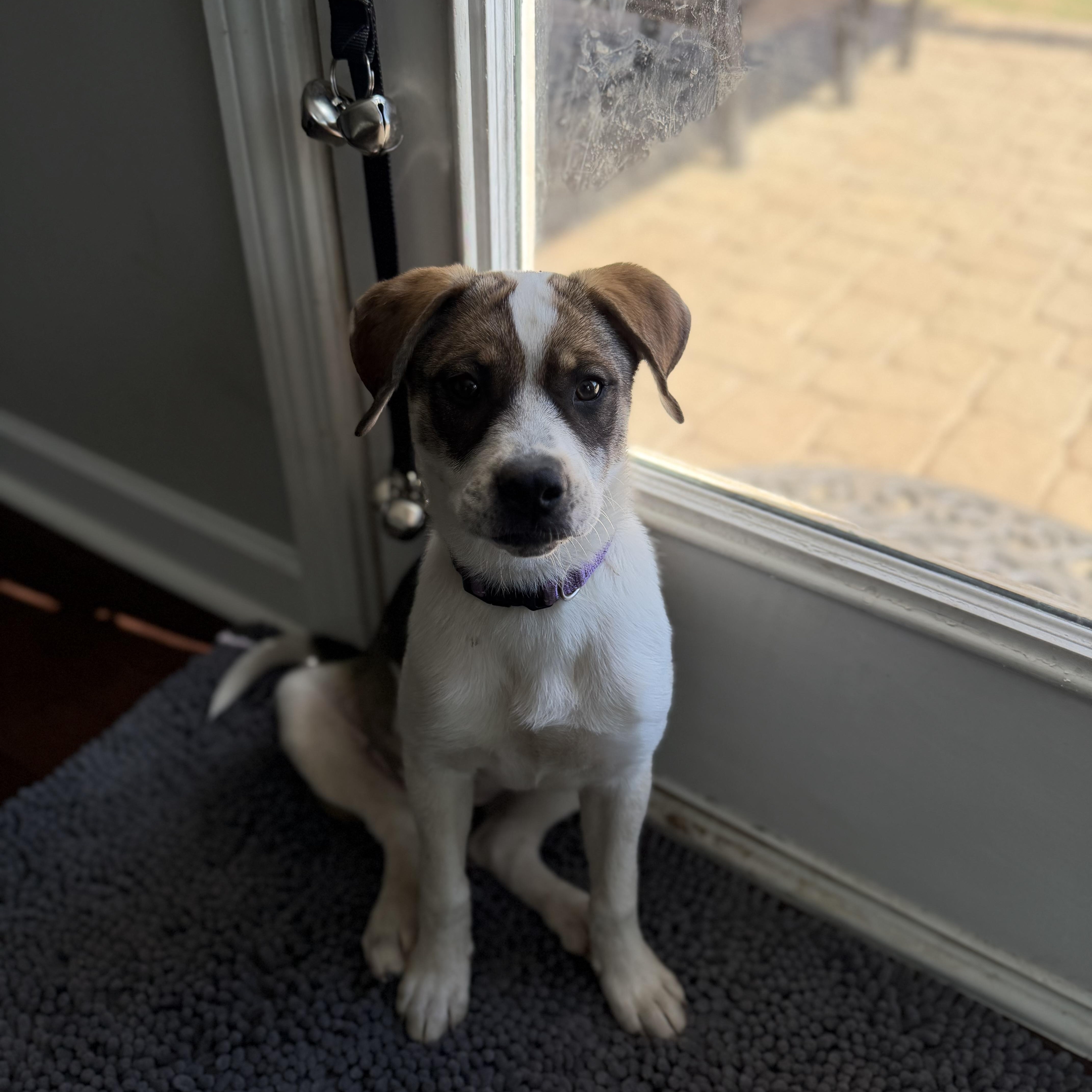 Enlarge Jelly, a Adoptable mixed breed in Charlotte, NC image 3/6