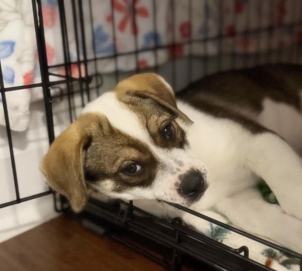 Enlarge Jelly, a Adoptable mixed breed in Charlotte, NC image 6/6