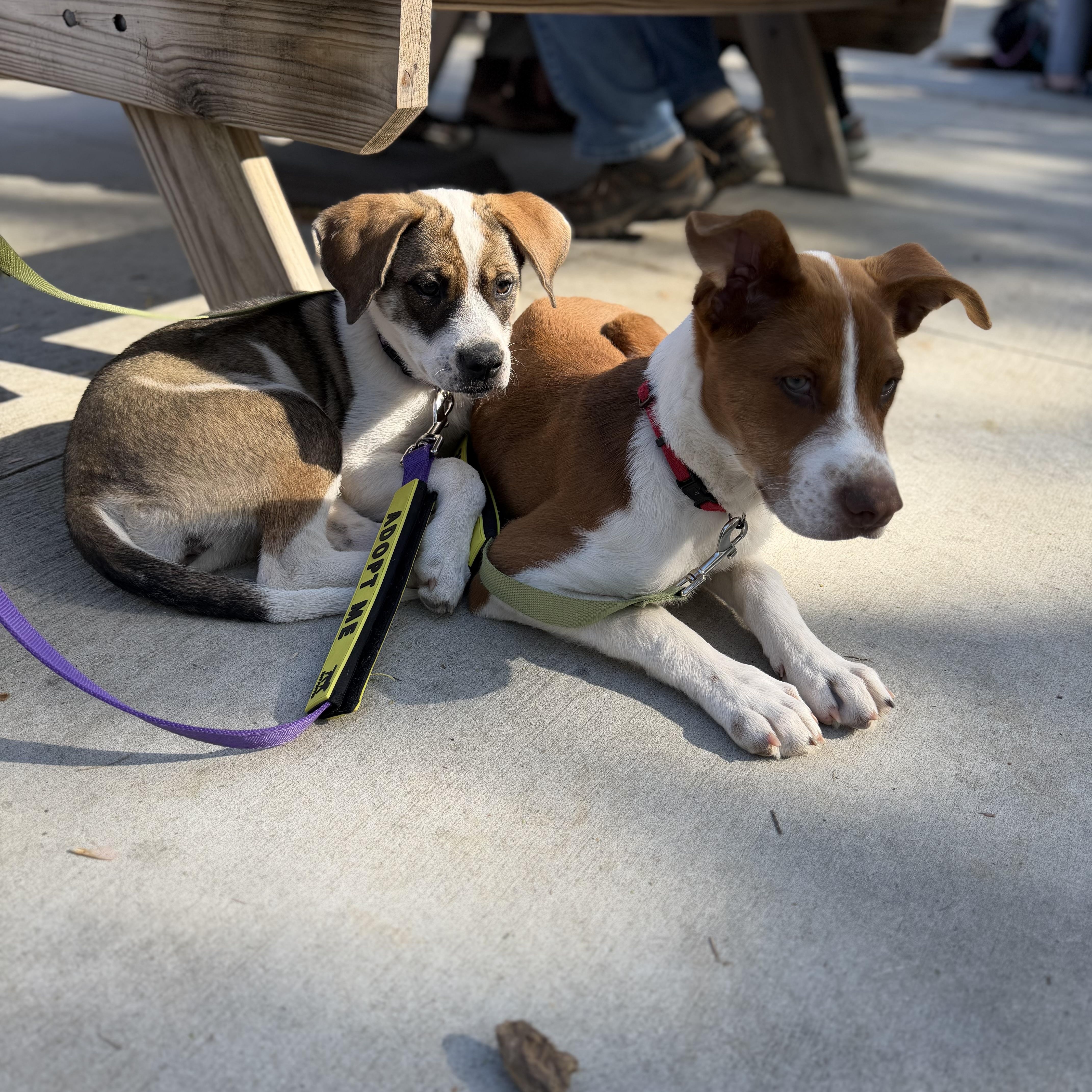 Enlarge Jelly, a Adoptable mixed breed in Charlotte, NC image 5/6