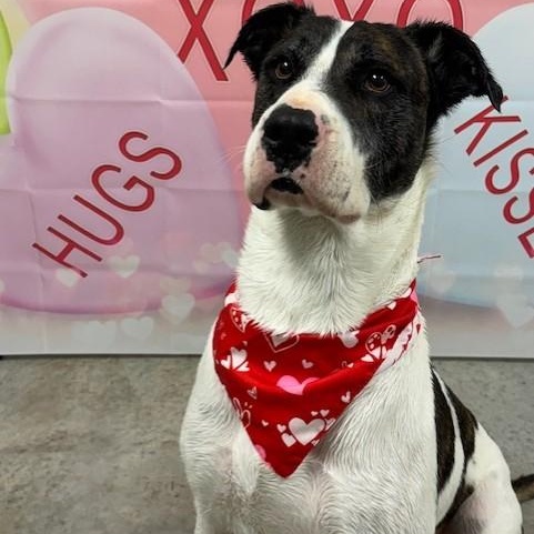 Buck, a ADOPTABLE mixed breed in Williston, VT image 1/6