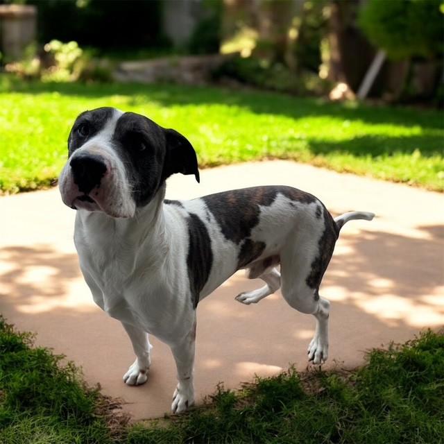 Buck, a ADOPTABLE mixed breed in Williston, VT image 5/6