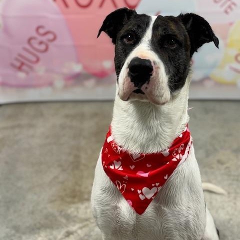 Buck, a ADOPTABLE mixed breed in Williston, VT image 2/6