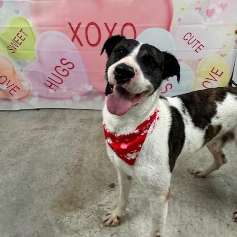 Buck, a ADOPTABLE mixed breed in Williston, VT image 3/6