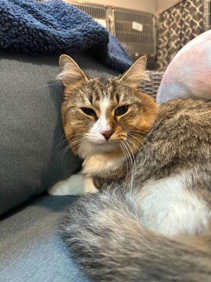 Poof, Adoptable, Adult Male Domestic Short Hair & Domestic Short Hair.