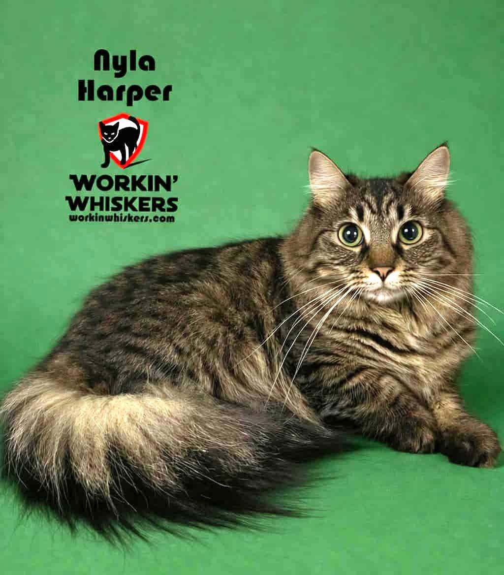 NYLA HARPER, a Adoptable mixed breed in Murrieta, CA image 1/4