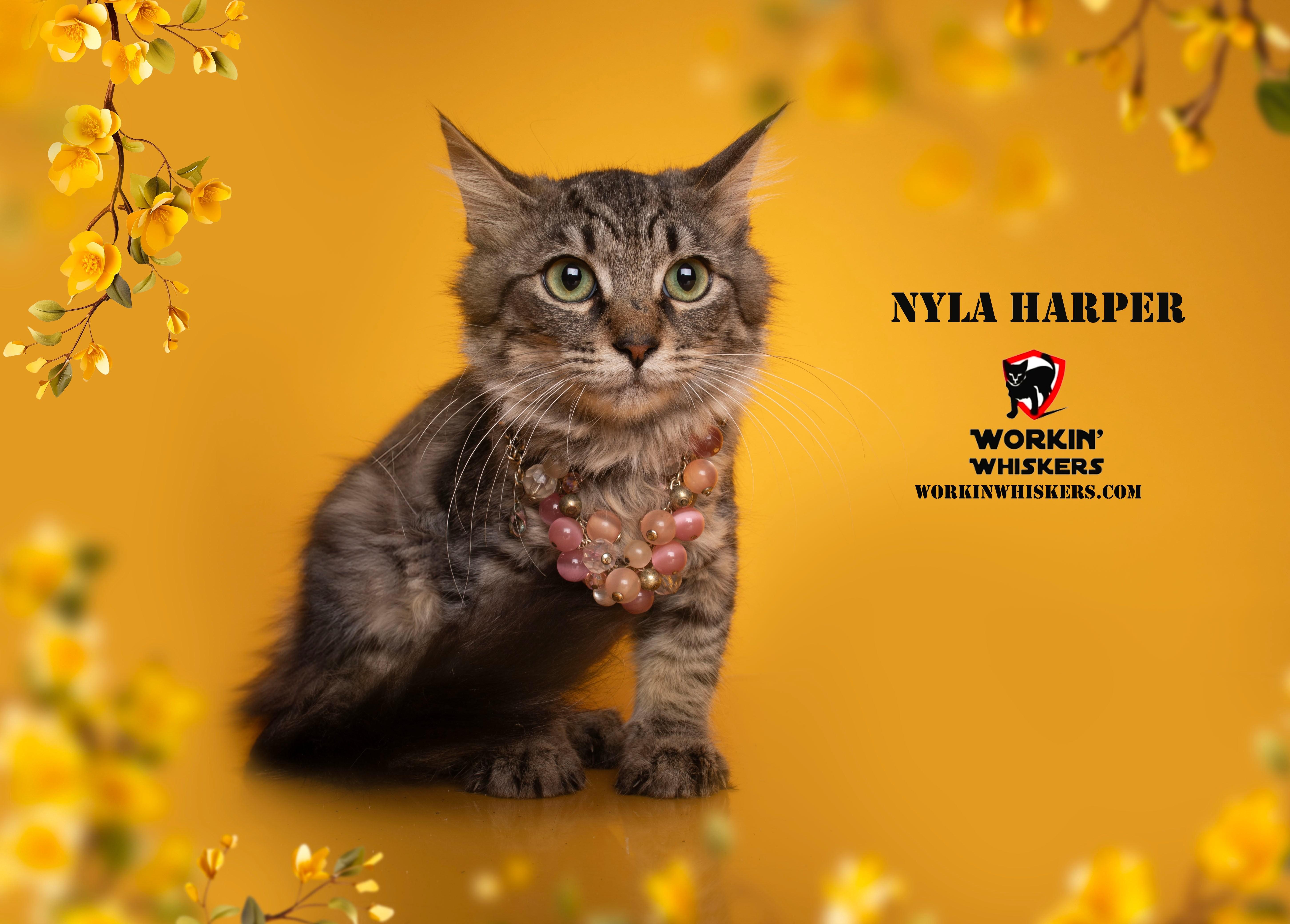 NYLA HARPER, a Adoptable mixed breed in Murrieta, CA image 4/4