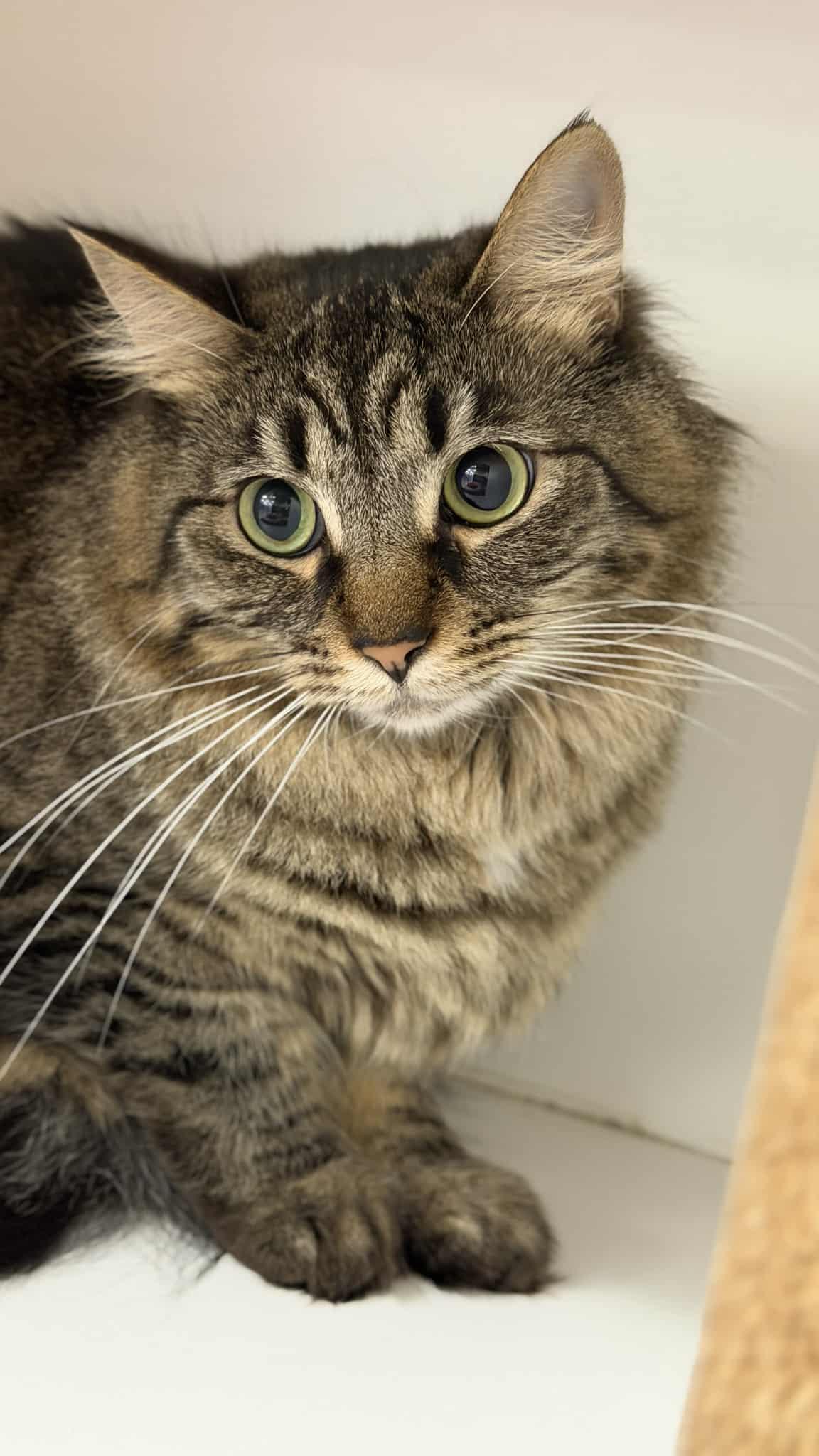 NYLA HARPER, a Adoptable mixed breed in Murrieta, CA image 2/4