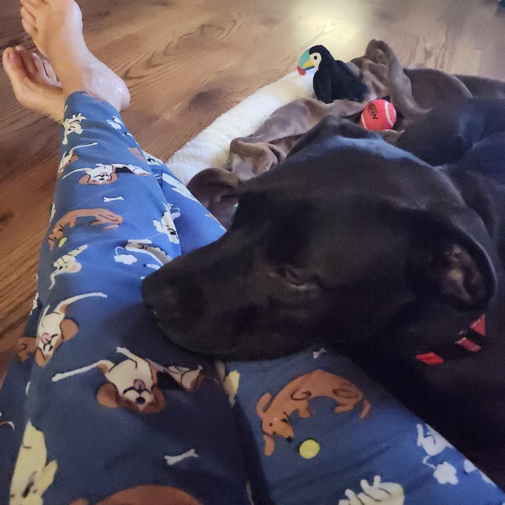 Ashlee @ Foster, a Adoptable Mixed Breed image 1/6