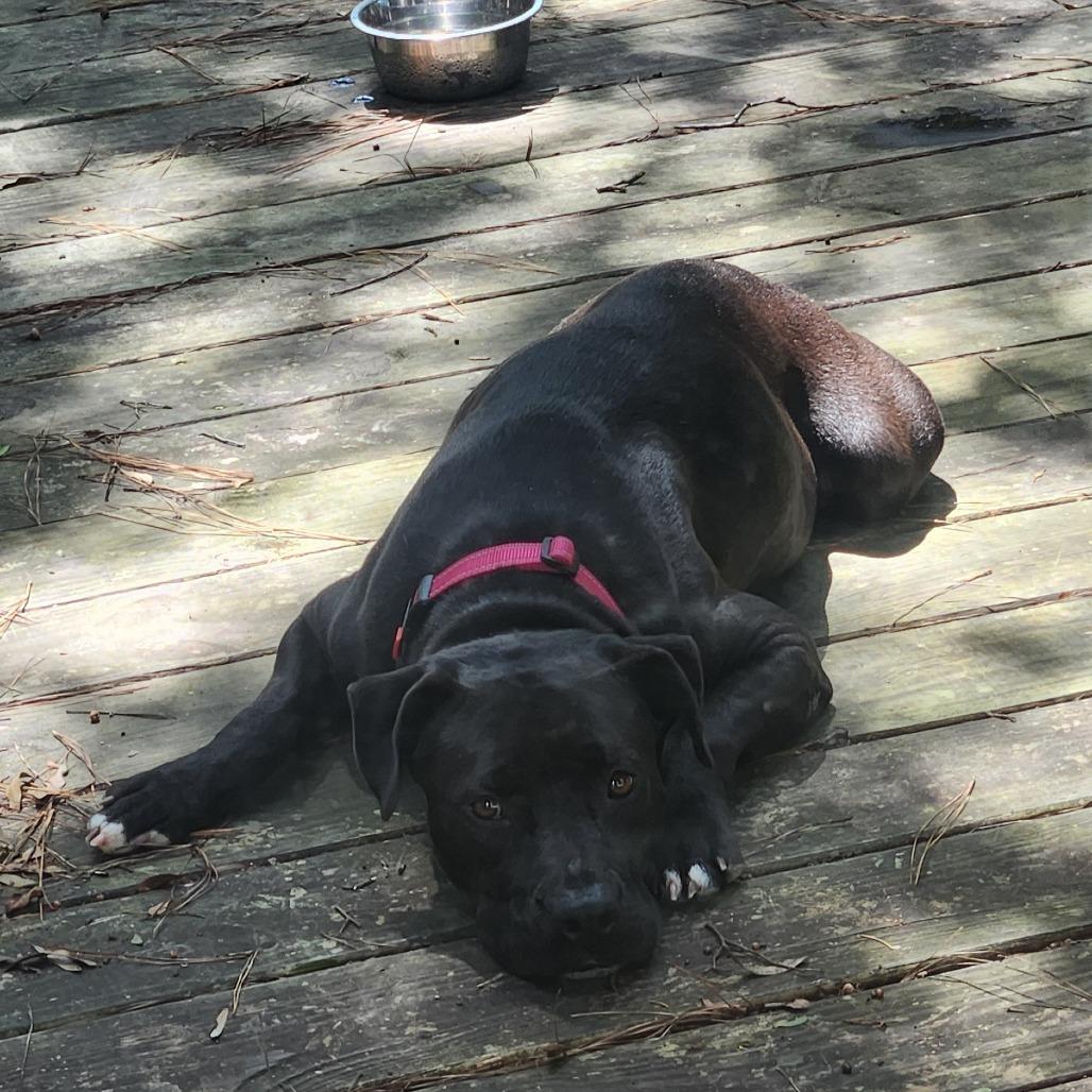 Ashlee @ Foster, a Adoptable Mixed Breed image 2/6