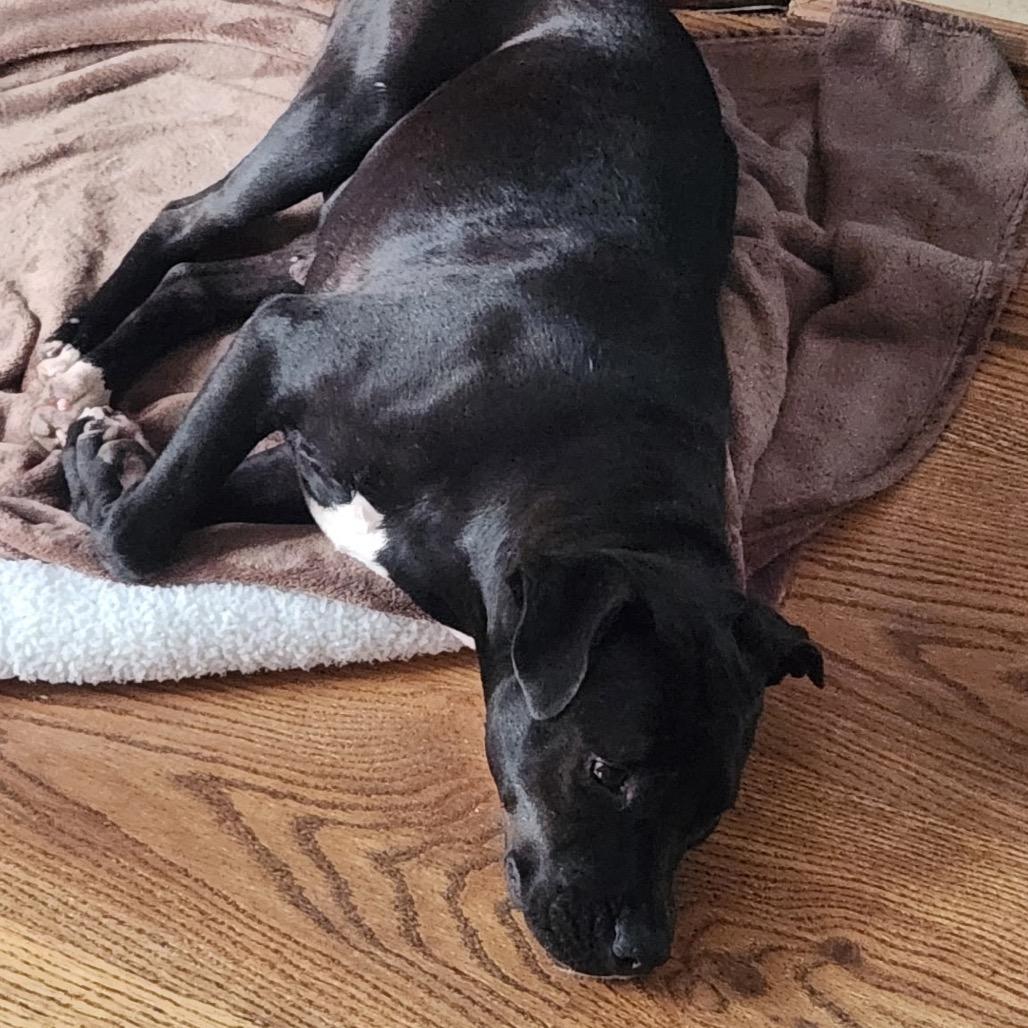 Ashlee @ Foster, a Adoptable Mixed Breed image 3/6