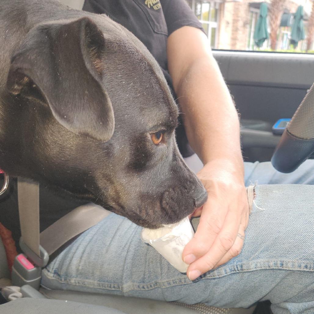 Ashlee @ Foster, a Adoptable Mixed Breed image 4/6