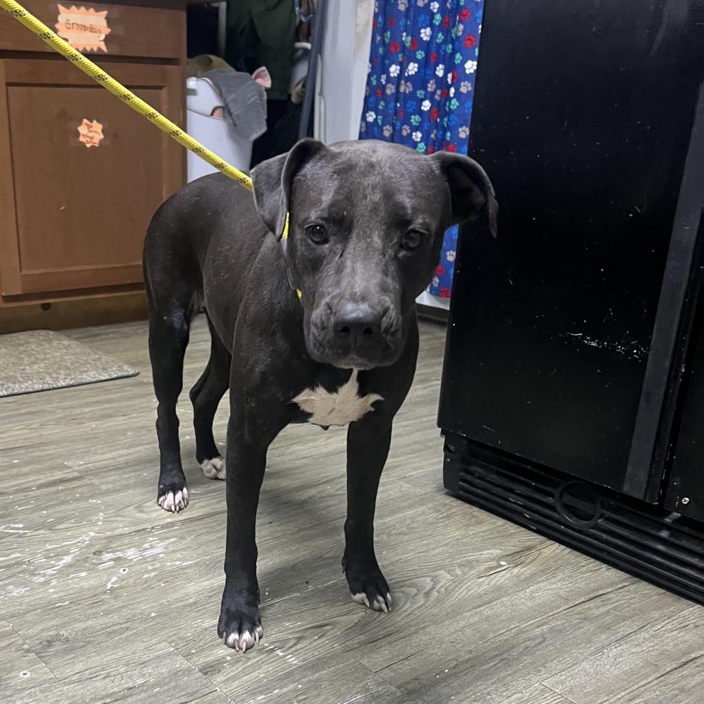 Ashlee @ Foster, a Adoptable Mixed Breed image 6/6