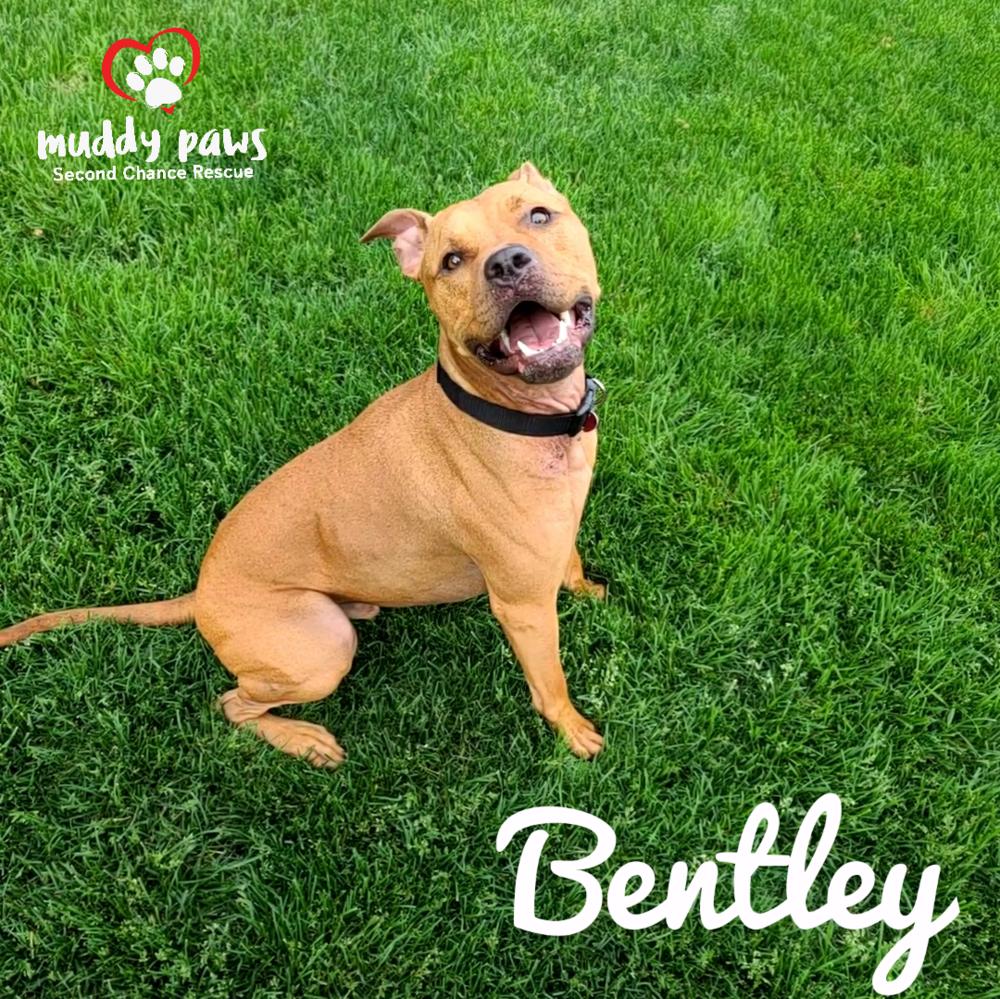 Enlarge Bentley, a Adoptable mixed breed in Council Bluffs, IA image 1/5