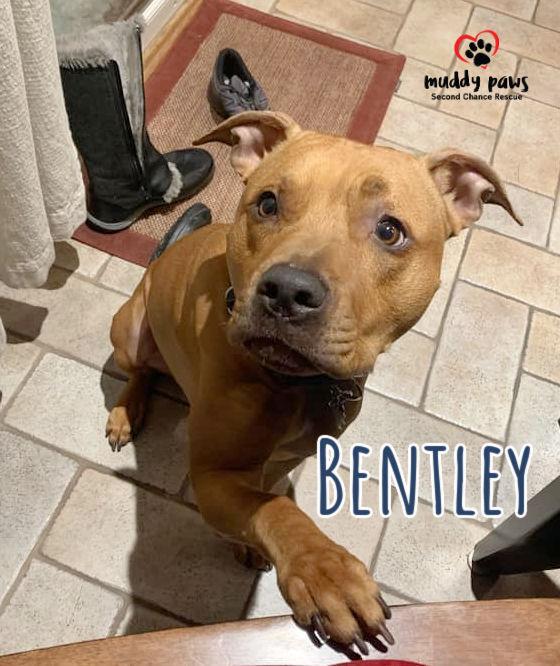 Bentley thumbnail 2