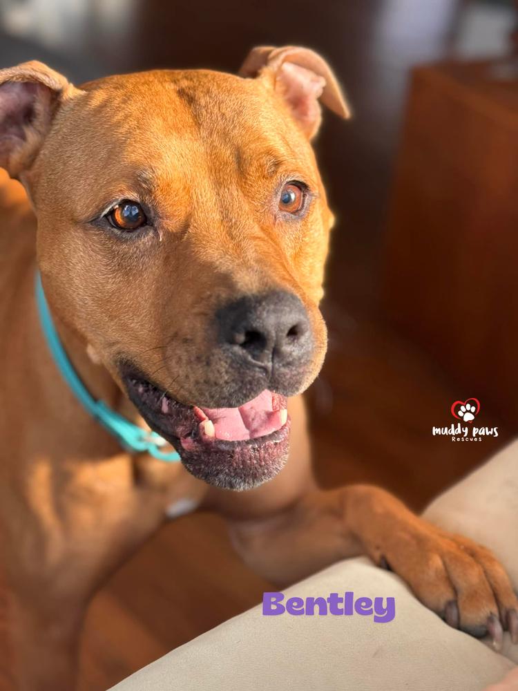Enlarge Bentley, a Adoptable mixed breed in Council Bluffs, IA image 2/5