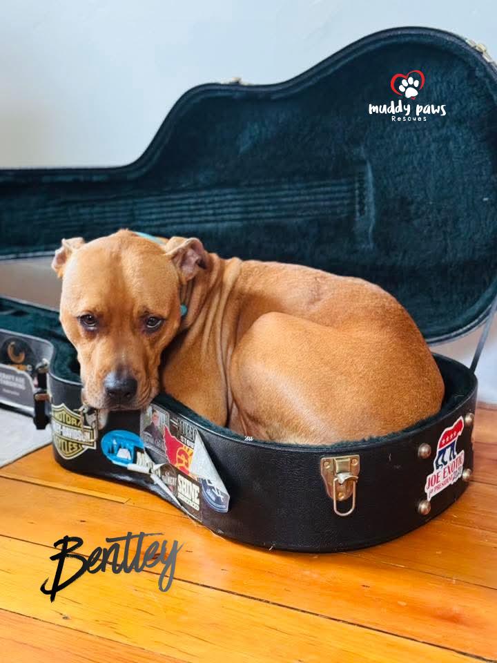 Enlarge Bentley, a Adoptable mixed breed in Council Bluffs, IA image 3/5