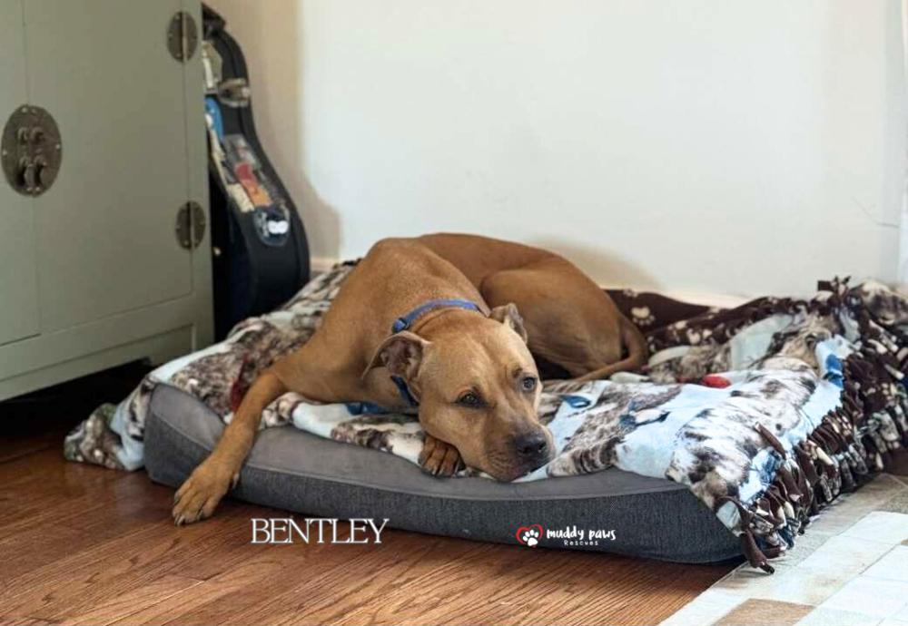 Enlarge Bentley, a Adoptable mixed breed in Council Bluffs, IA image 4/5