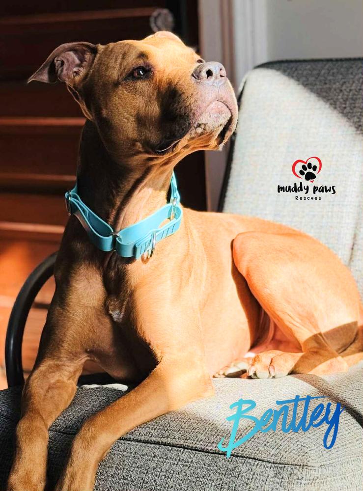 Enlarge Bentley, a Adoptable mixed breed in Council Bluffs, IA image 5/5