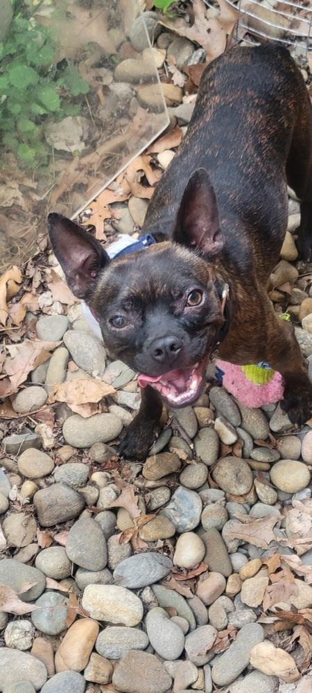 Enlarge Buckley McGee-4613-Asheville, NC, a Adoptable mixed breed in Maryville, TN image 3/4