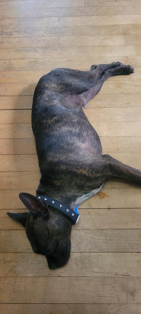 Enlarge Buckley McGee-4613-Asheville, NC, a Adoptable mixed breed in Maryville, TN image 4/4