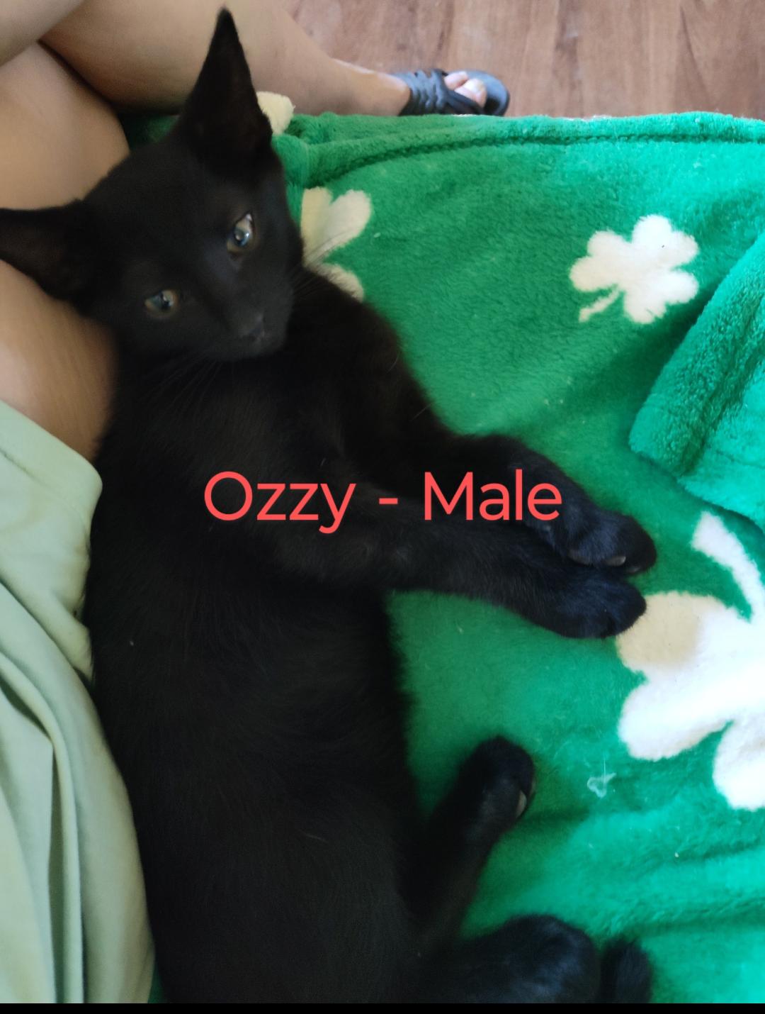 Ozzy (urgent courtesy listing)