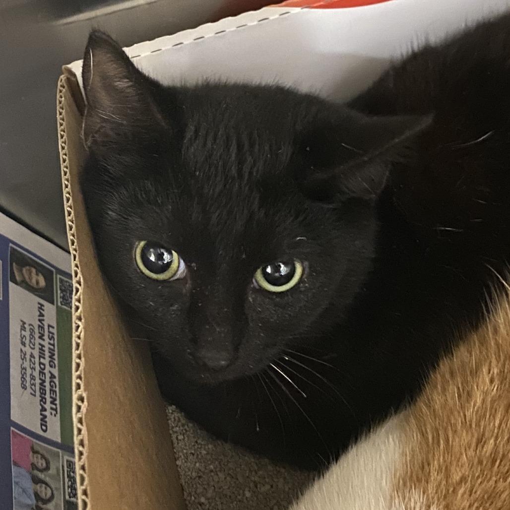 Zoe - 112001T, a Adoptable Domestic Short Hair in Tupelo, MS image 2/2