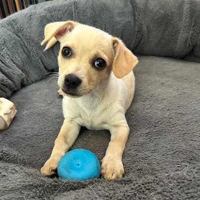 Queso