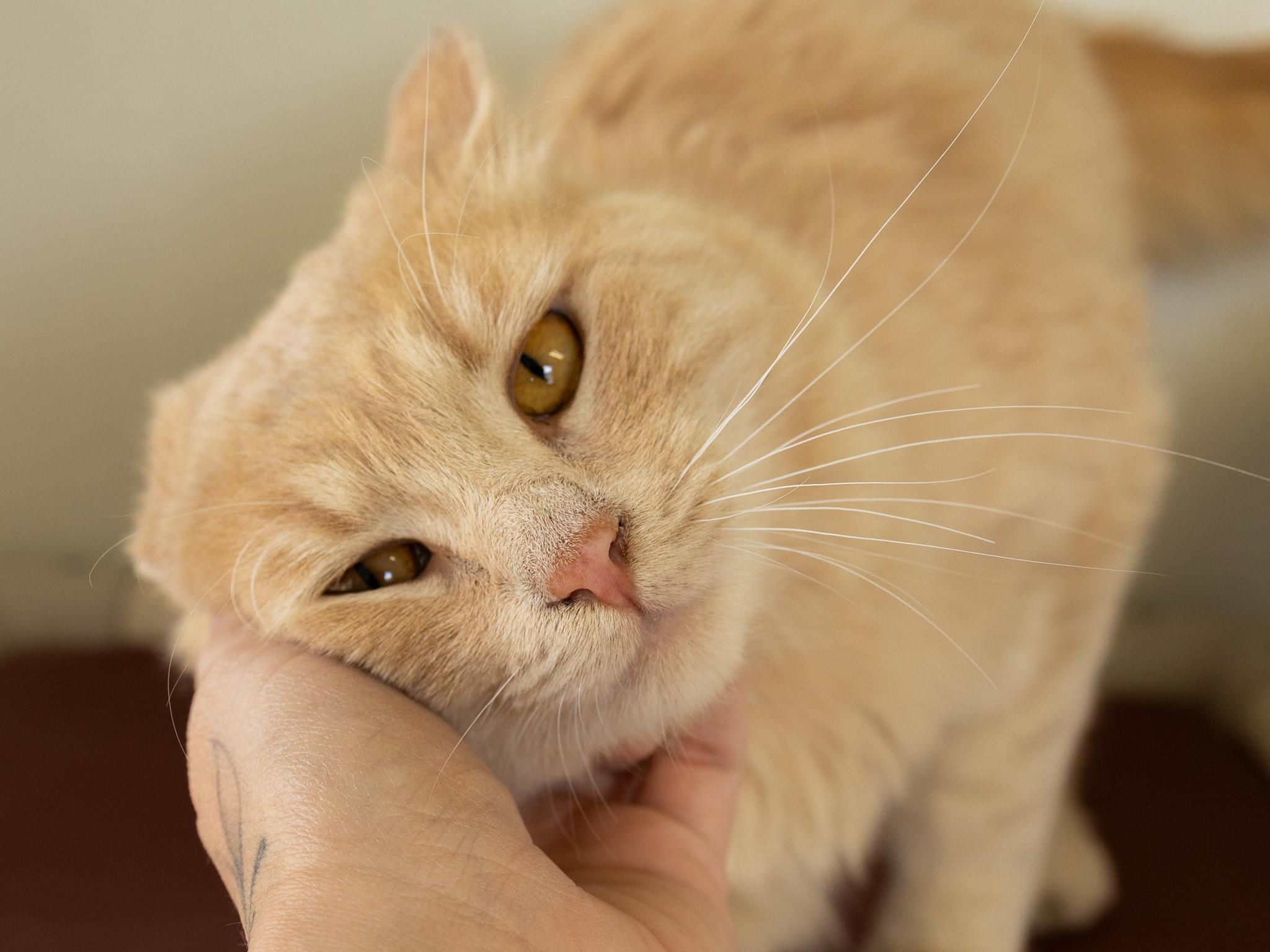 Franklin, a ADOPTABLE mixed breed in Republic, WA image 3/6