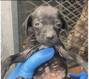 Melissa, Adoptable, Puppy Female Terrier.