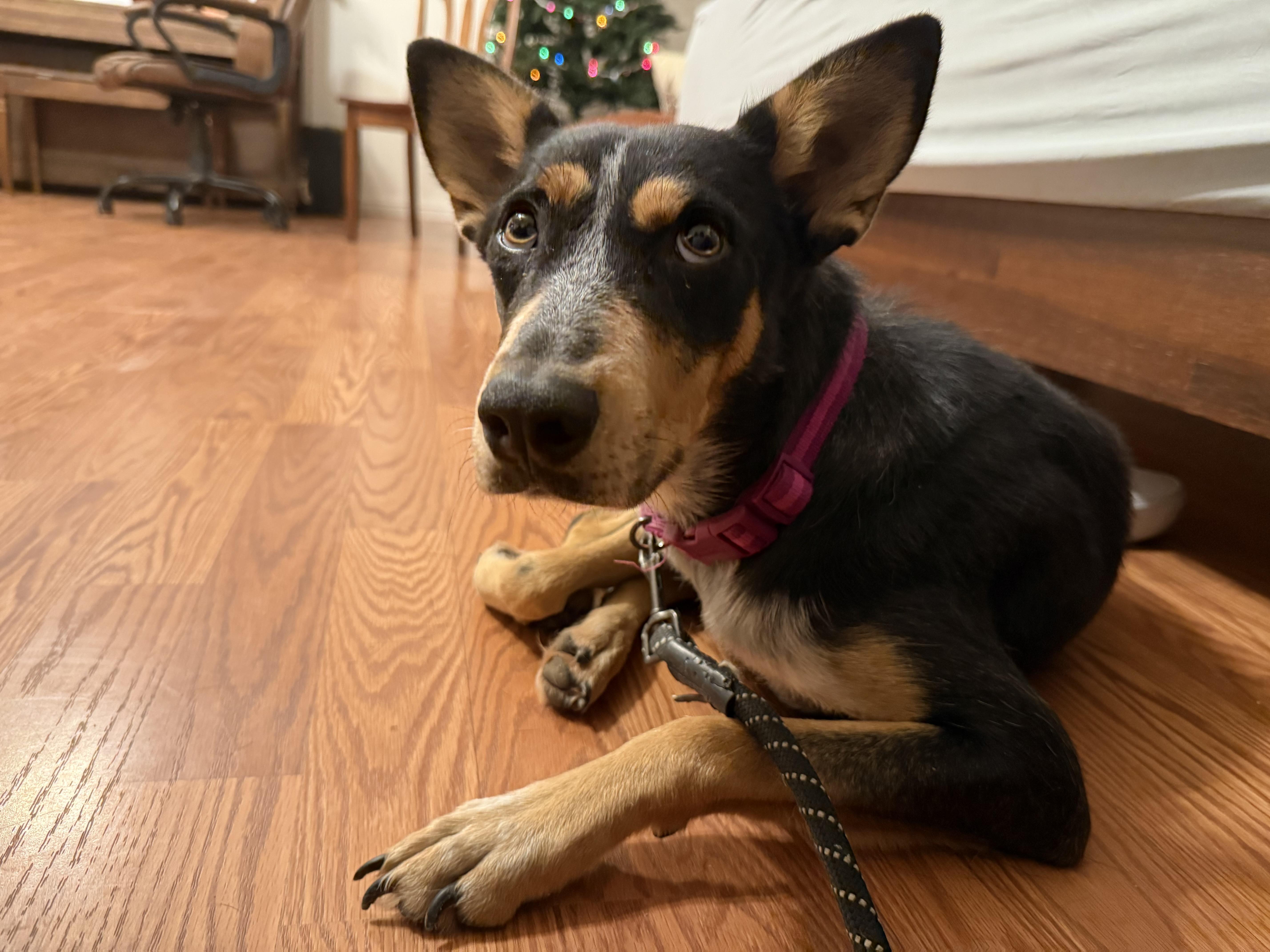 Enlarge Blair, a Adoptable Australian Cattle Dog / Blue Heeler in Milwaukie, OR image 1/2