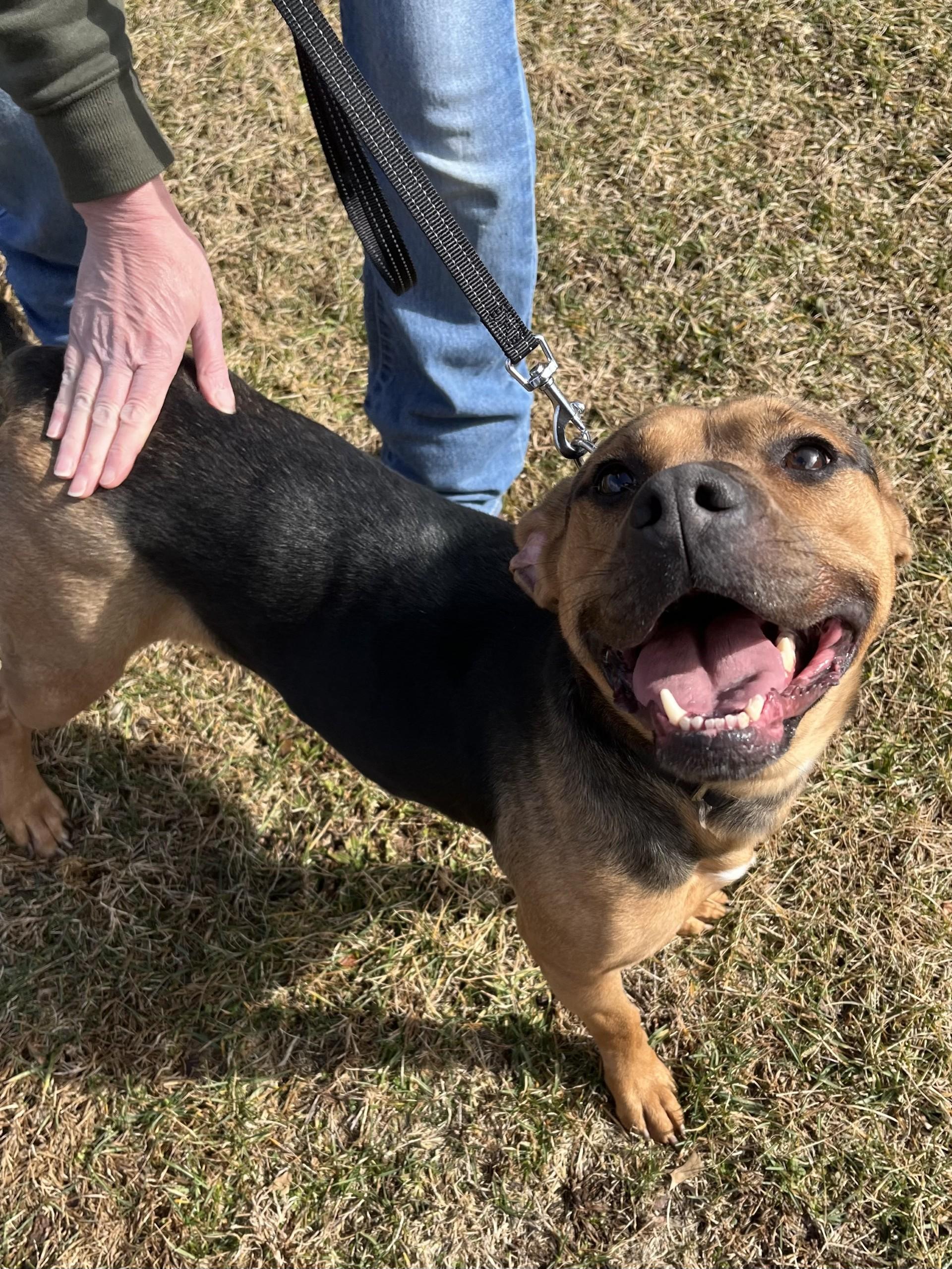 Enlarge Wilma, an adoptable mixed breed in Winchester, VA image 4/6
