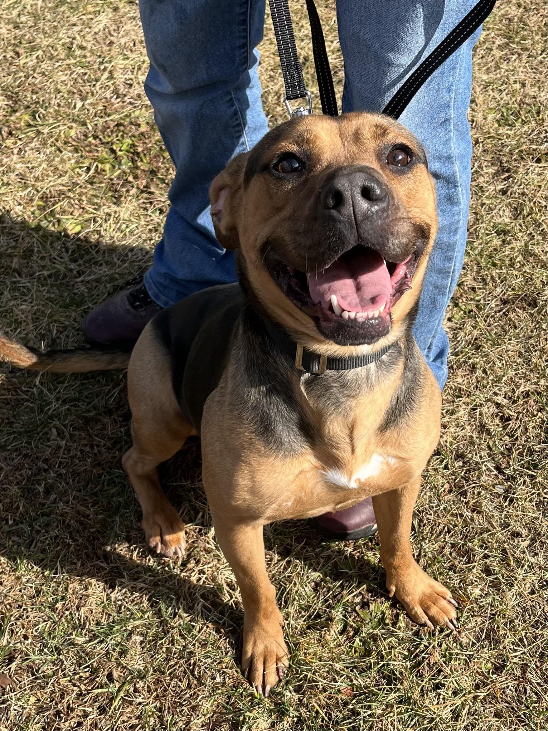 Enlarge Wilma, an adoptable mixed breed in Winchester, VA image 5/6