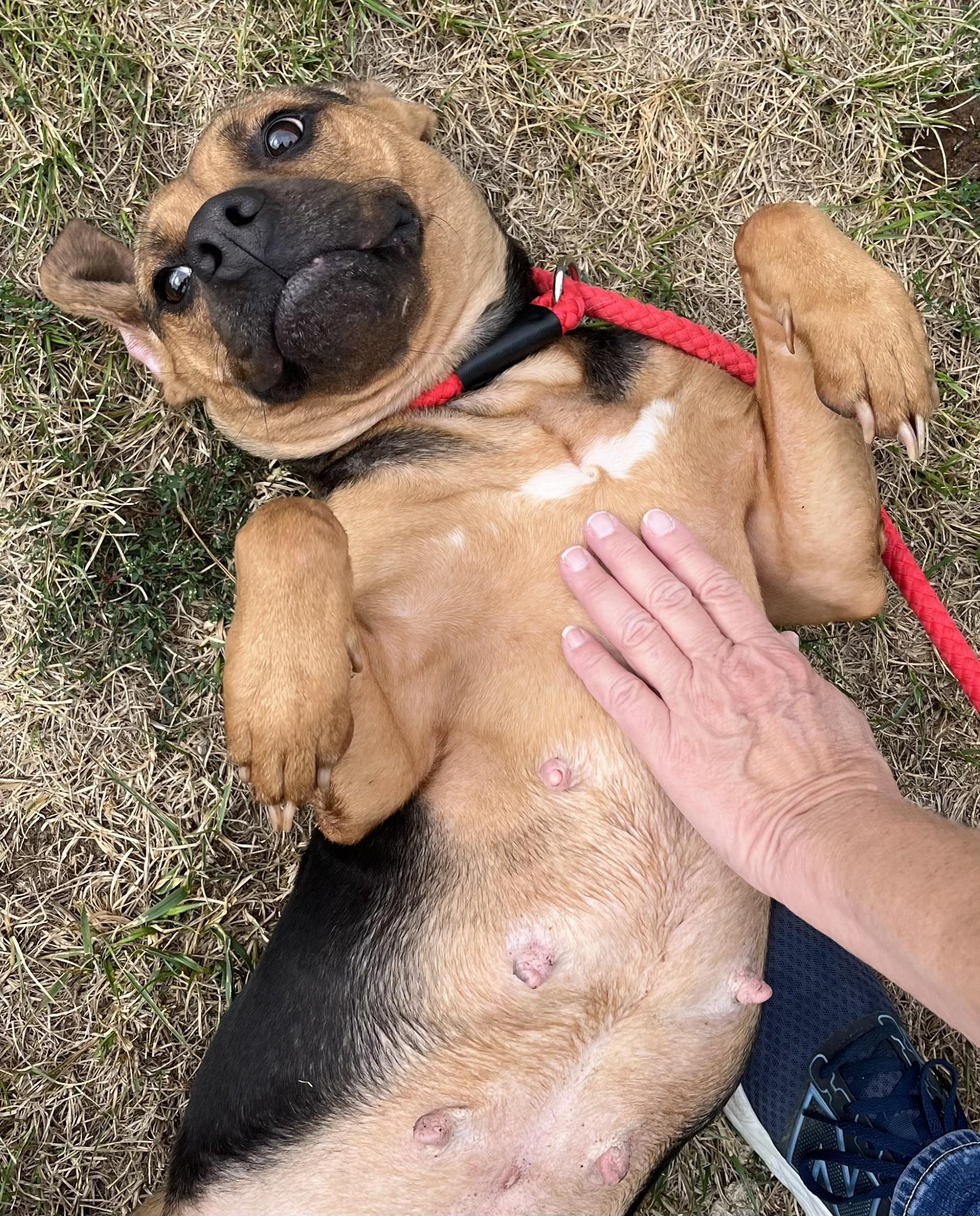 Enlarge Wilma, an adoptable mixed breed in Winchester, VA image 1/6