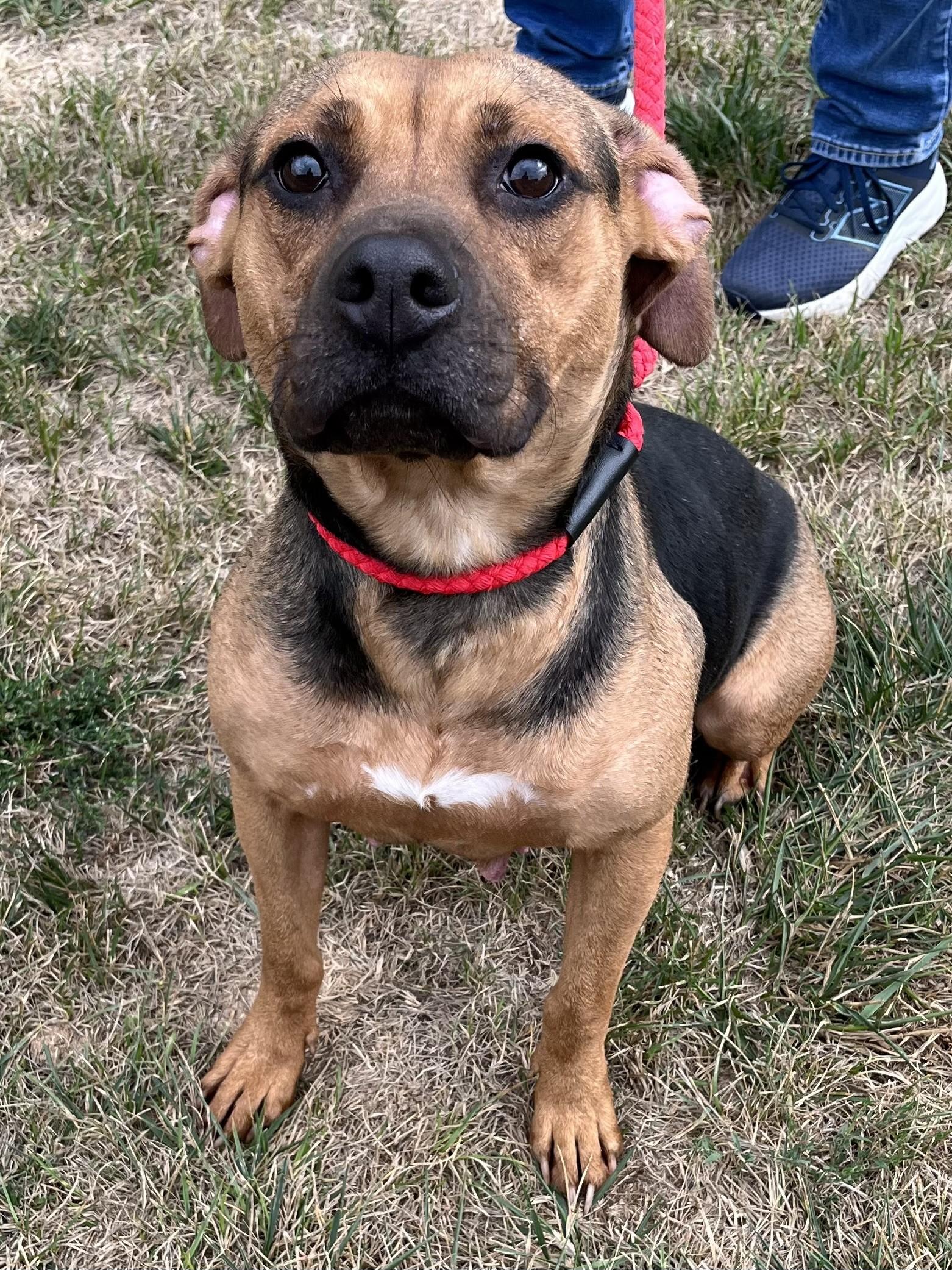 Enlarge Wilma, an adoptable mixed breed in Winchester, VA image 3/6