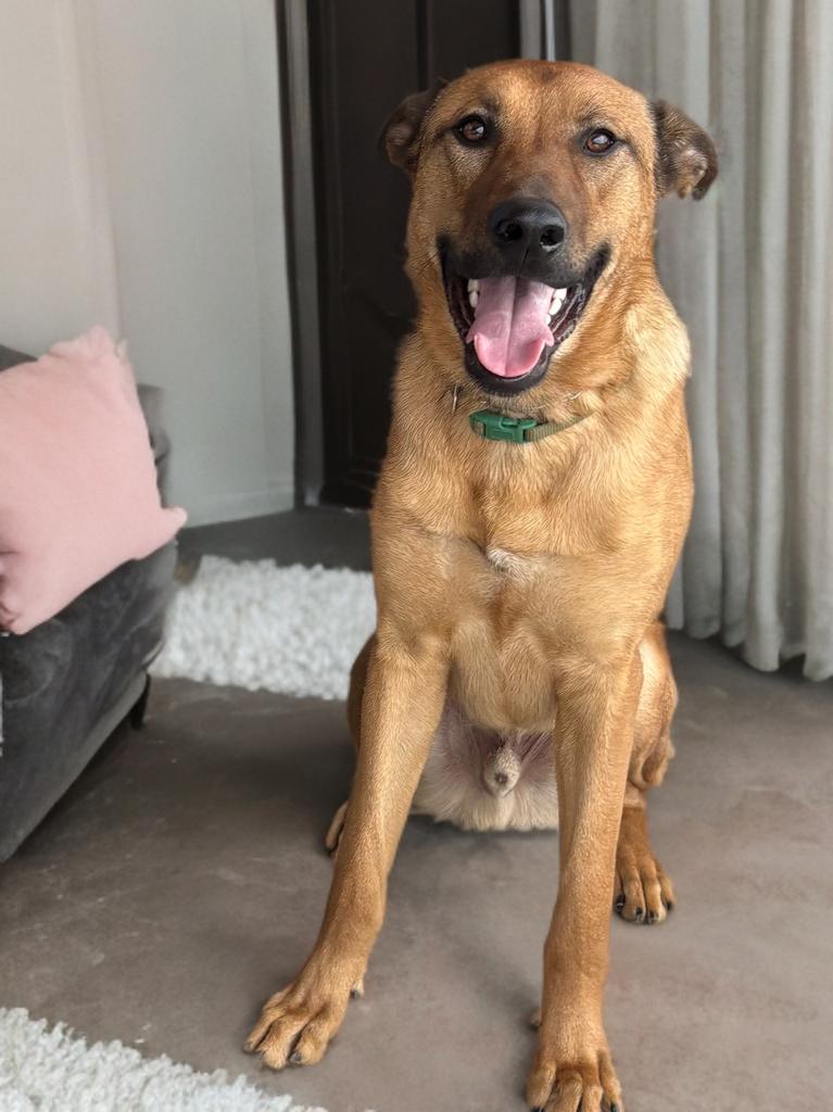 Enlarge Duke, an adopted mixed breed in Houston, TX image 3/6