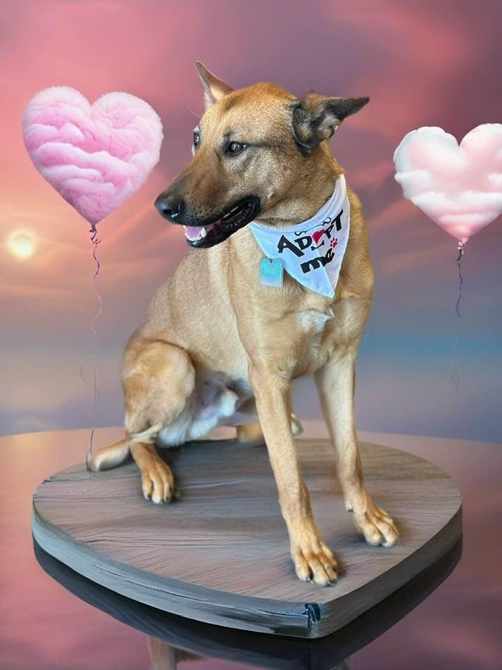 Duke, adopted, Young Male Belgian Shepherd / Malinois & German Shepherd Dog.