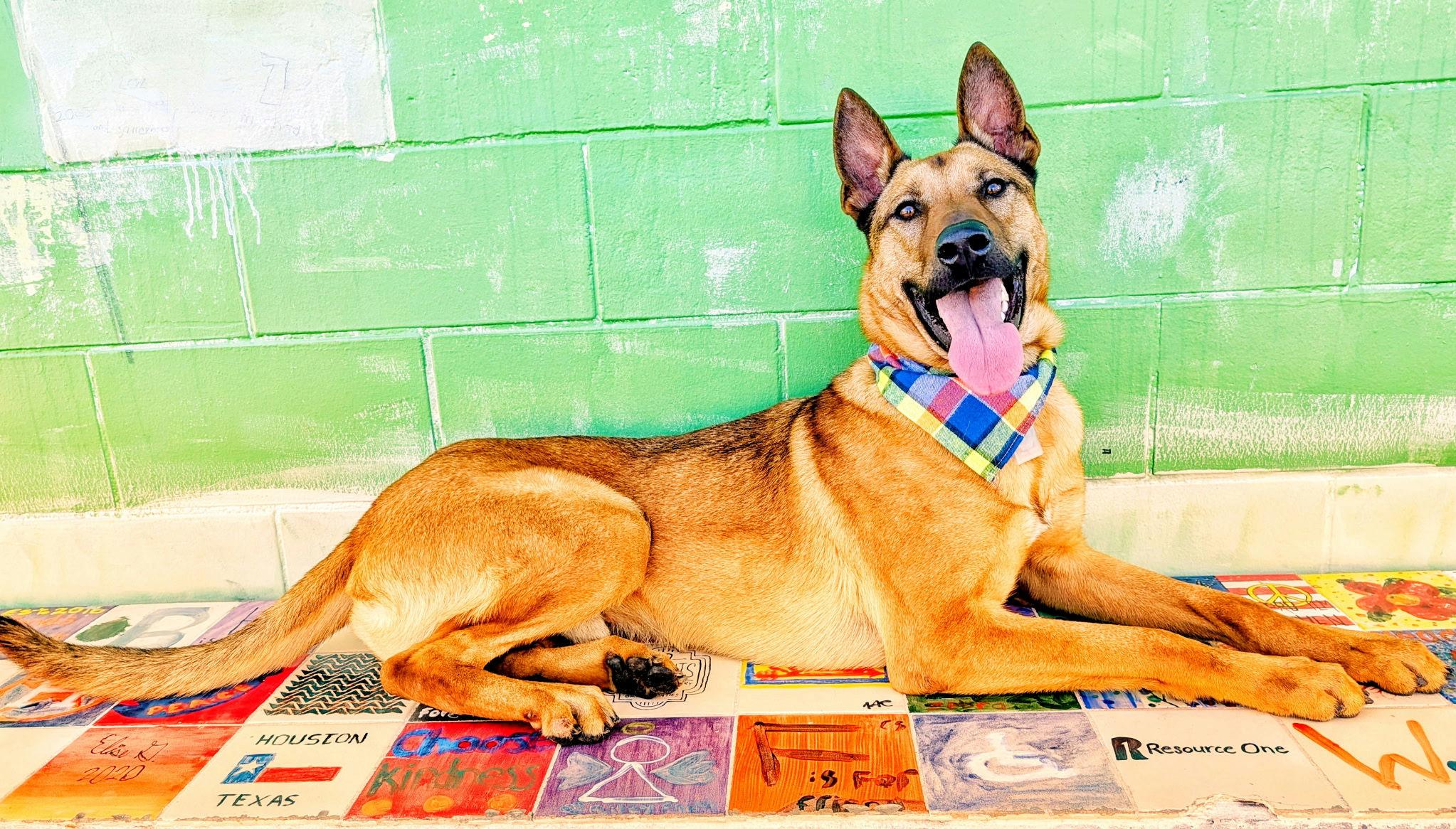 Enlarge Duke, an adopted mixed breed in Houston, TX image 4/6