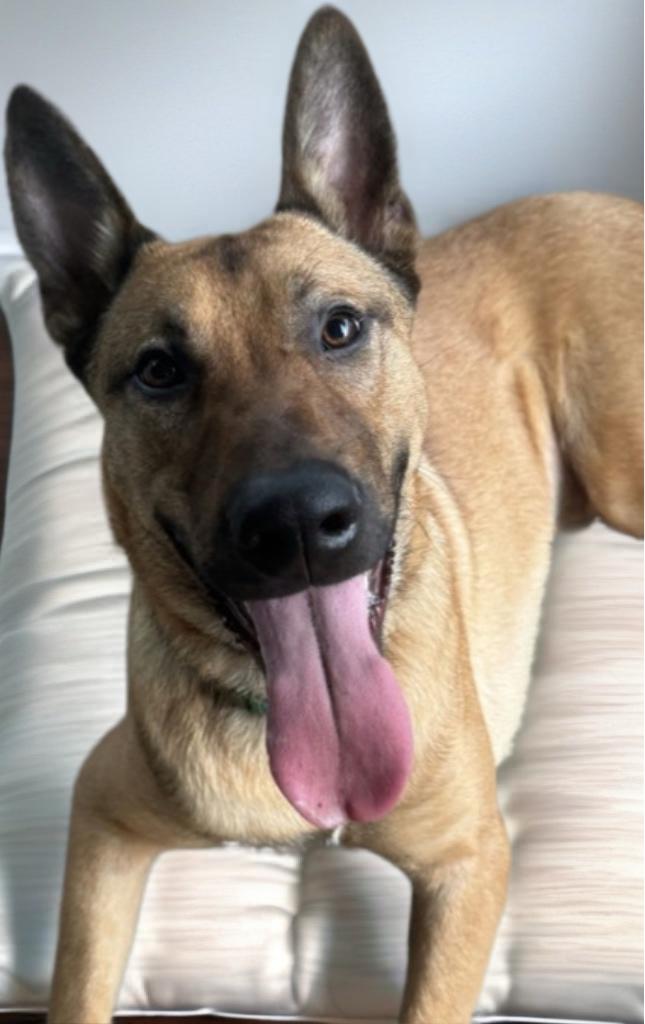 Enlarge Duke, an adopted mixed breed in Houston, TX image 2/6